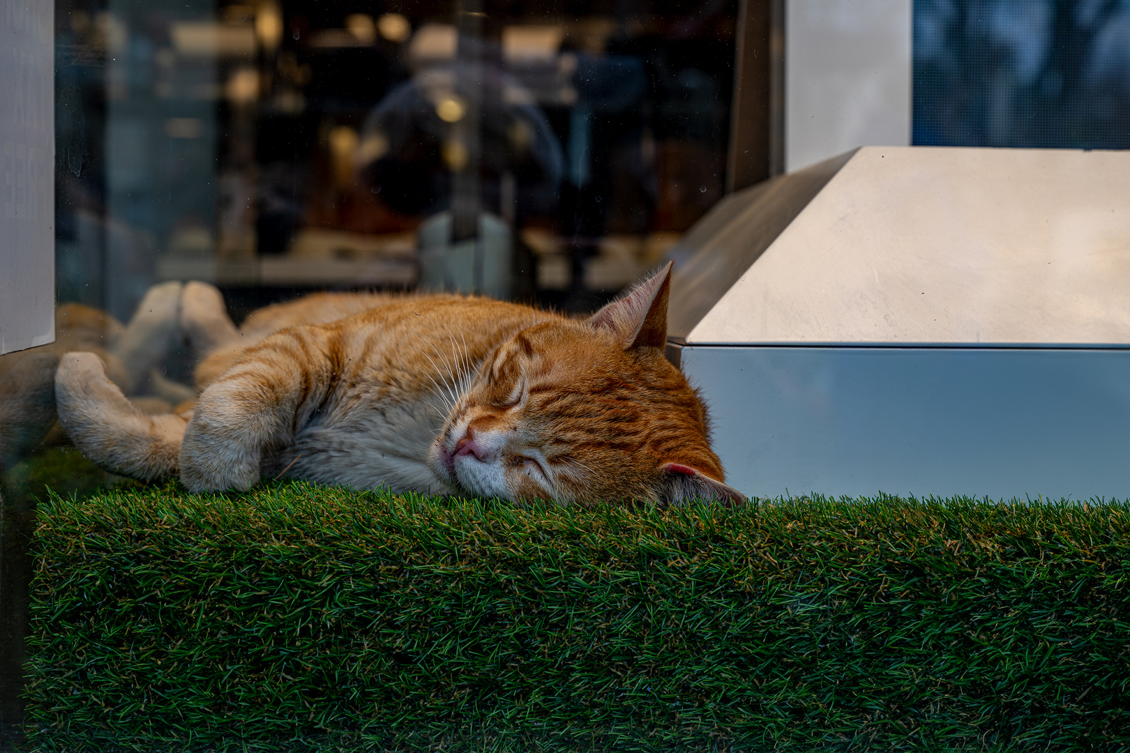 Die Schaufensterkatze