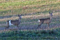 Die Schecke und eine weitere Ricke