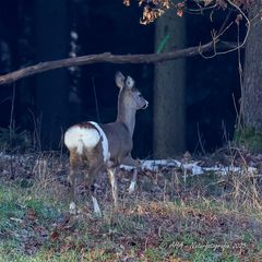 Die Schecke zieht sich in den Wald zurück