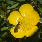 Die Scheinbockkäfer sind wieder da - Oedemera virescens/lurida