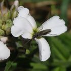 Die Scheinbockkäfer sind wieder da - Oedemera virescens/lurida