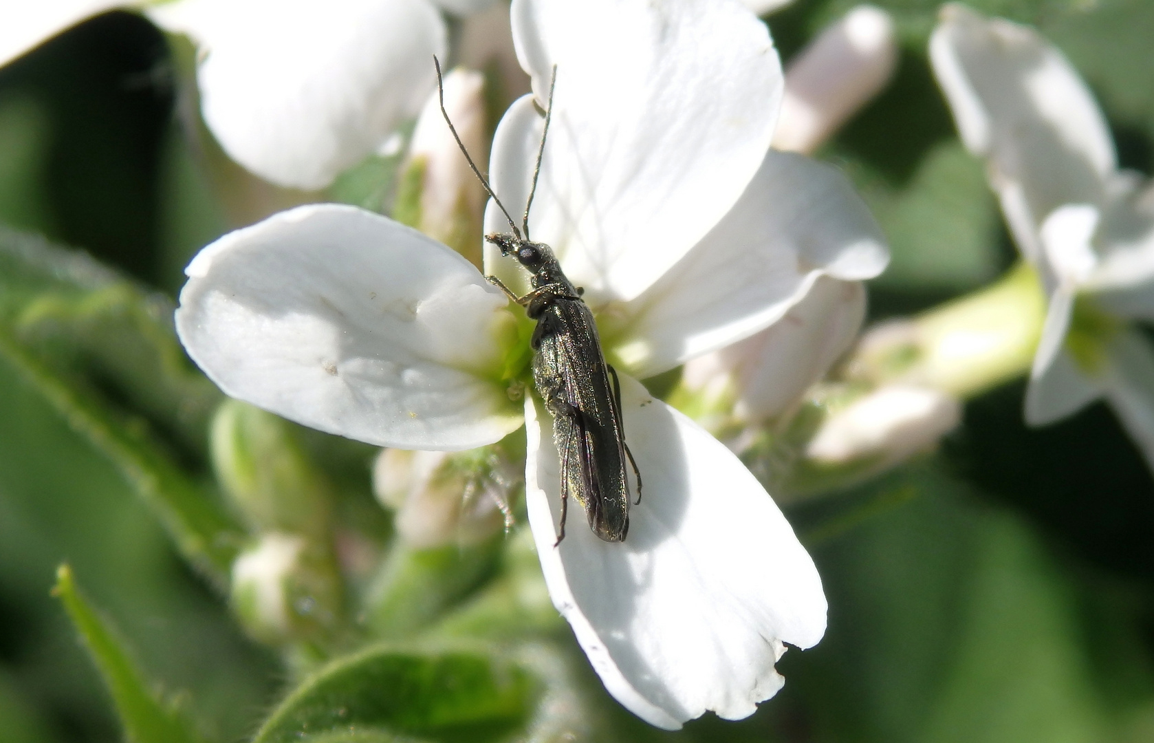 Die Scheinbockkäfer sind wieder da - Oedemera virescens/lurida