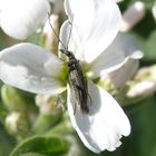 Die Scheinbockkäfer sind wieder da - Oedemera virescens/lurida