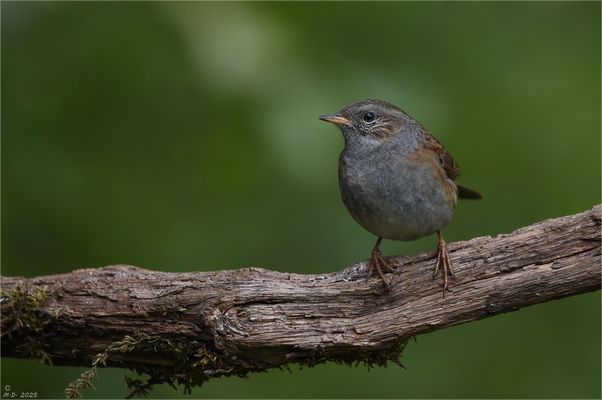 Die scheue Heckenbraunelle ...