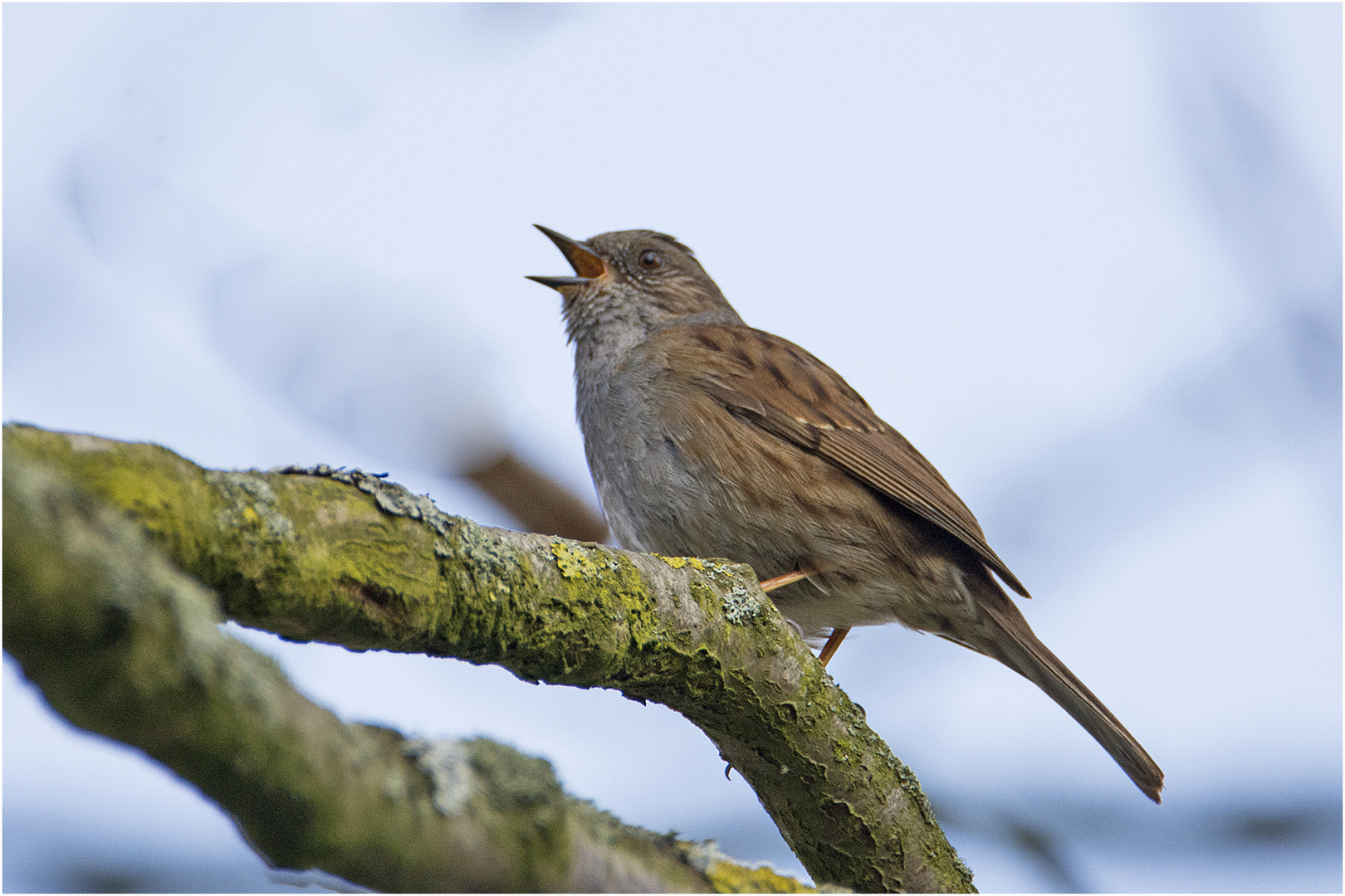 Die scheue Heckenbraunelle (Prunella modularis) . . .