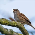 Die scheue Heckenbraunelle (Prunella modularis) . . .