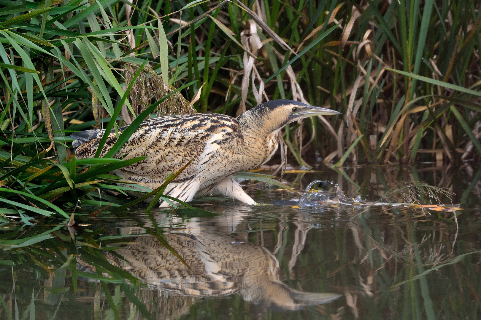 die scheue Rohrdommel