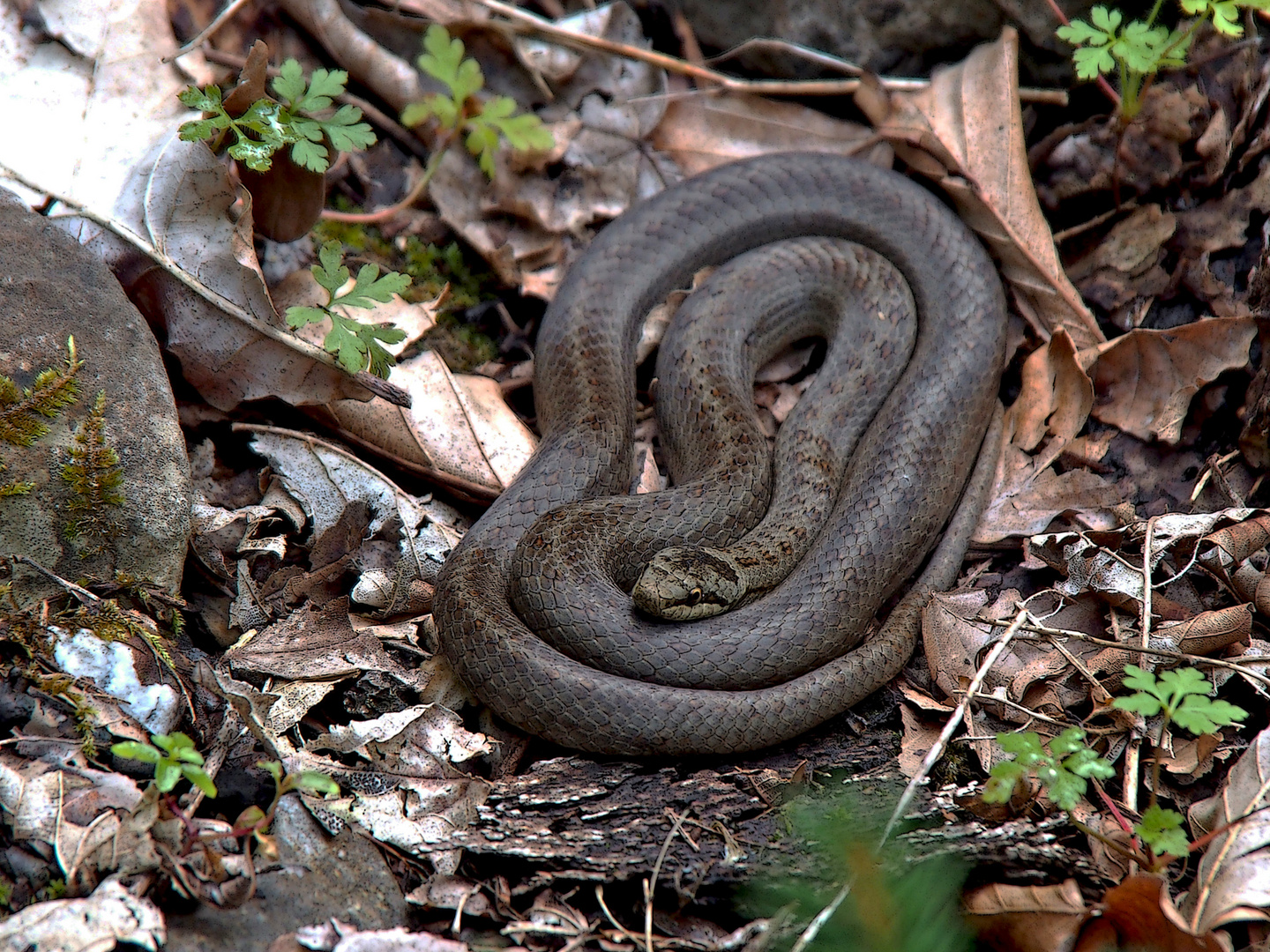 Die scheue Schlingnatter (Coronella austriaca) 