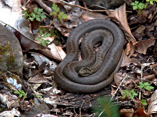 Die scheue Schlingnatter (Coronella austriaca) 