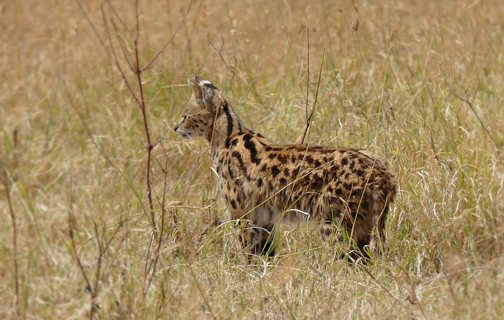 Die scheue Serval-Katze...