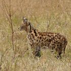 Die scheue Serval-Katze...