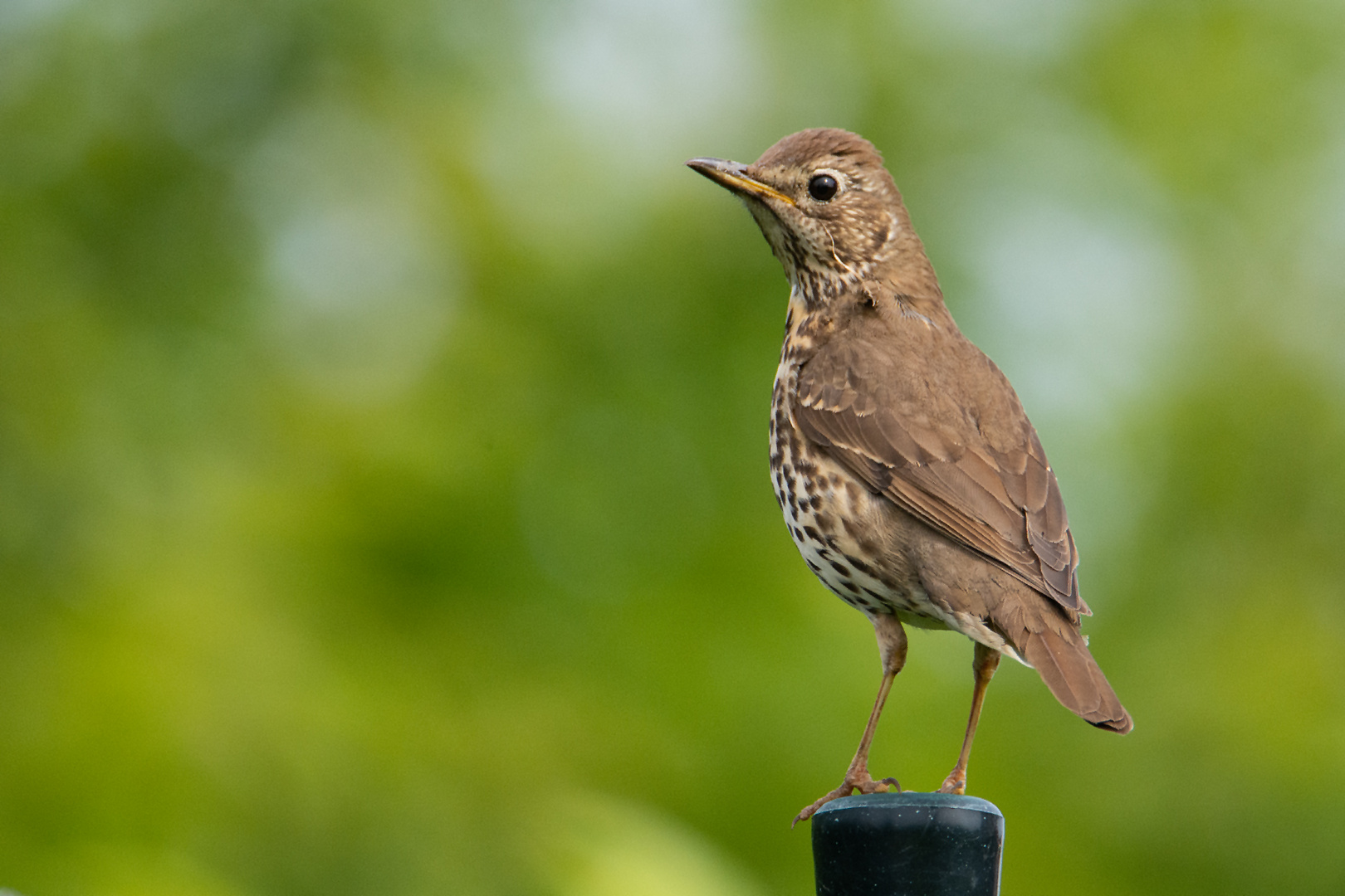 Die scheue Singdrossel (Turdus philomelos) gönnte . . .