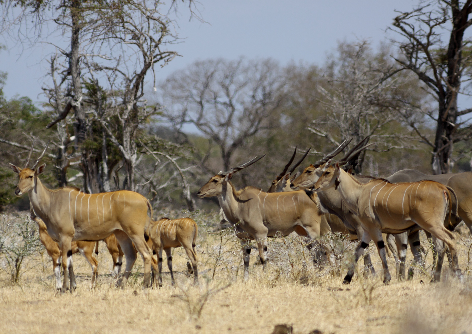 Die scheuen Eland-Antilopen "en famille"