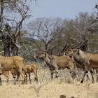 Die scheuen Eland-Antilopen "en famille"