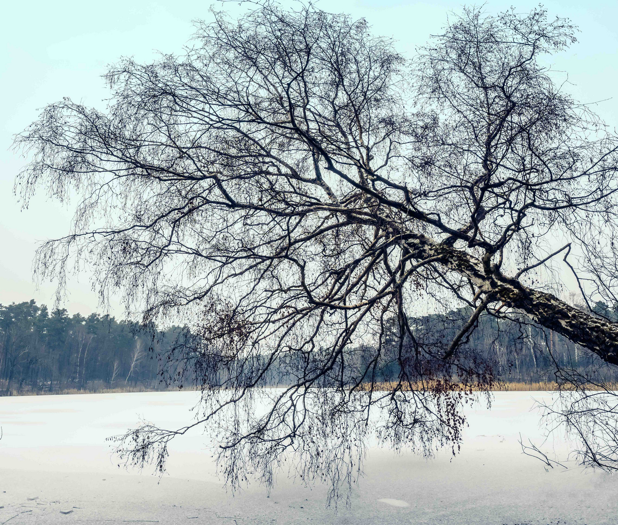 Die schiefe Birke an der Krummen Lake