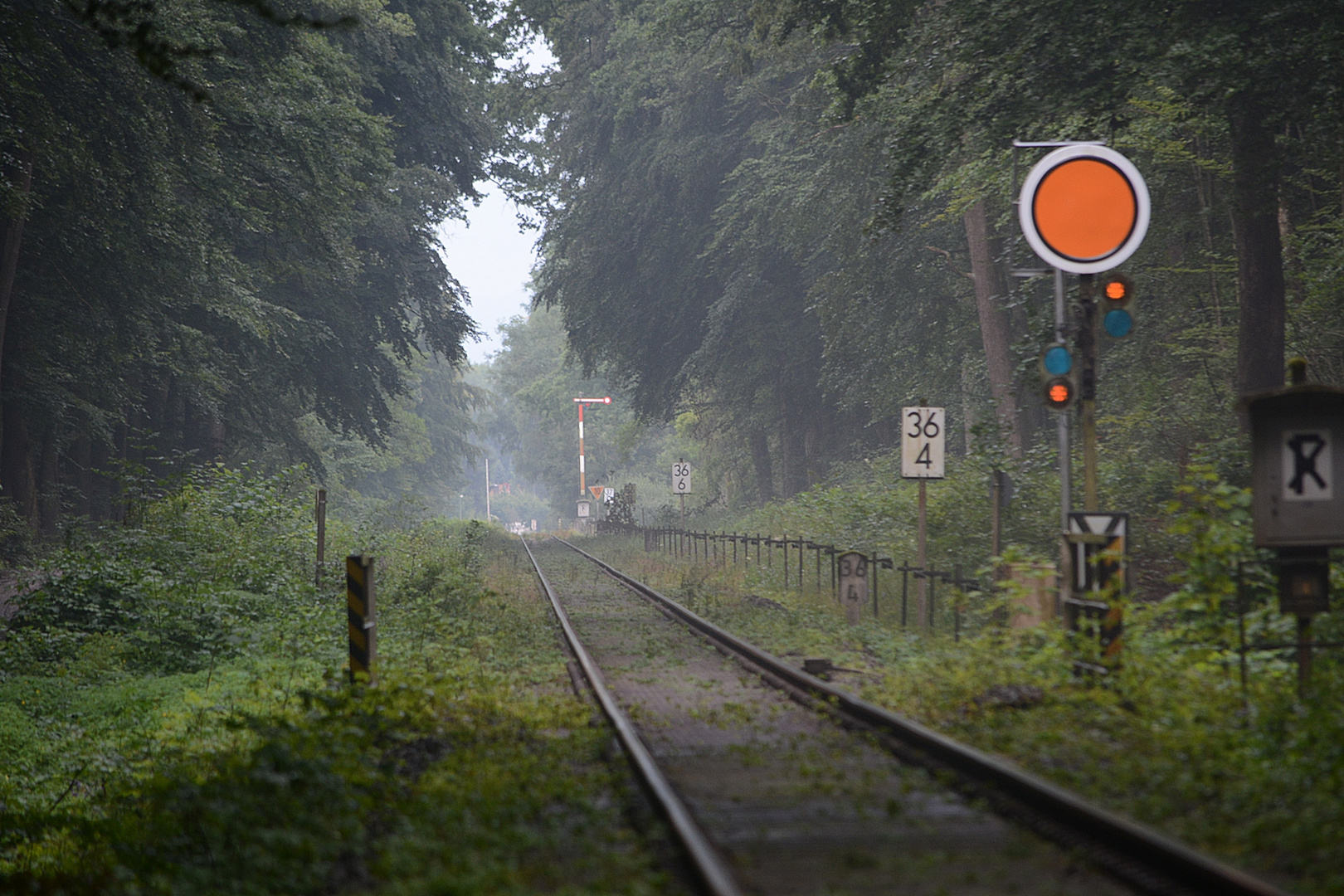 Die Schienen durch einen bayerischen Urwald...