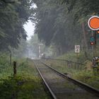 Die Schienen durch einen bayerischen Urwald...