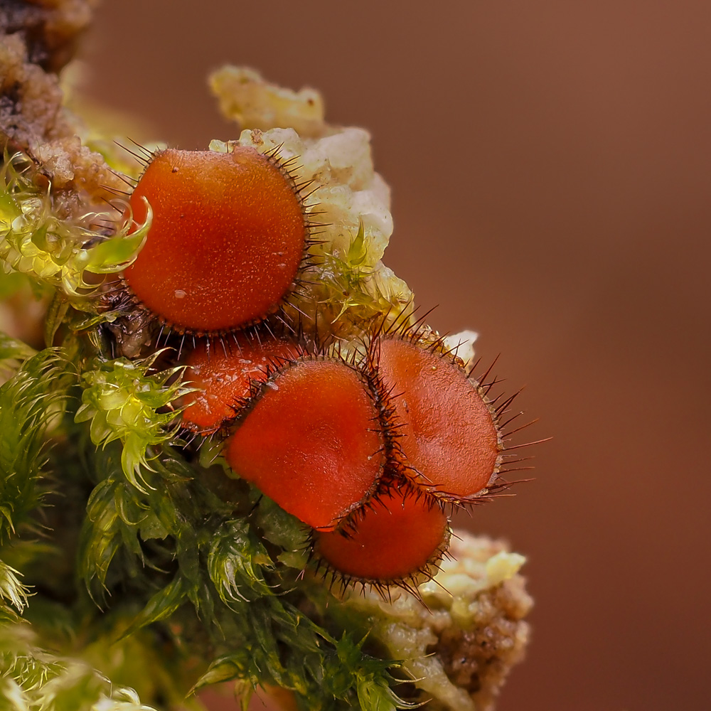 Die Schildborstlinge sind ca. 2-6mm groß