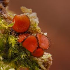 Die Schildborstlinge sind ca. 2-6mm groß