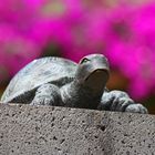 Die Schildkröte