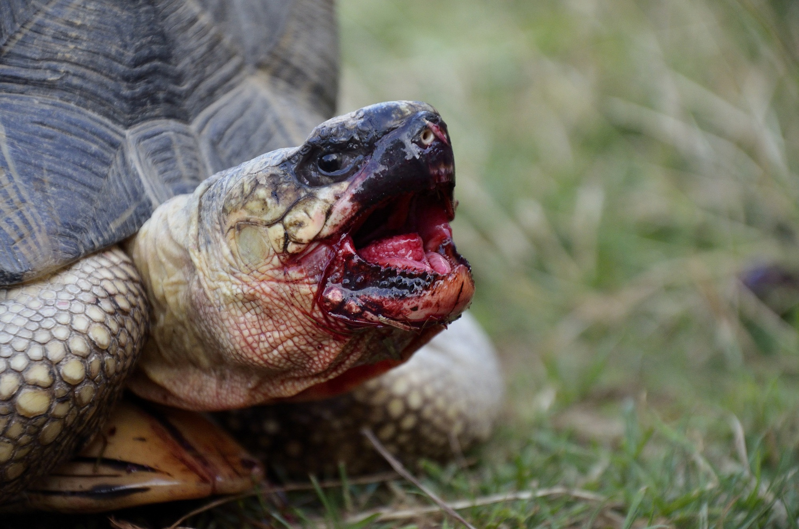 Die Schildkröte, das blutrünstige Monster...