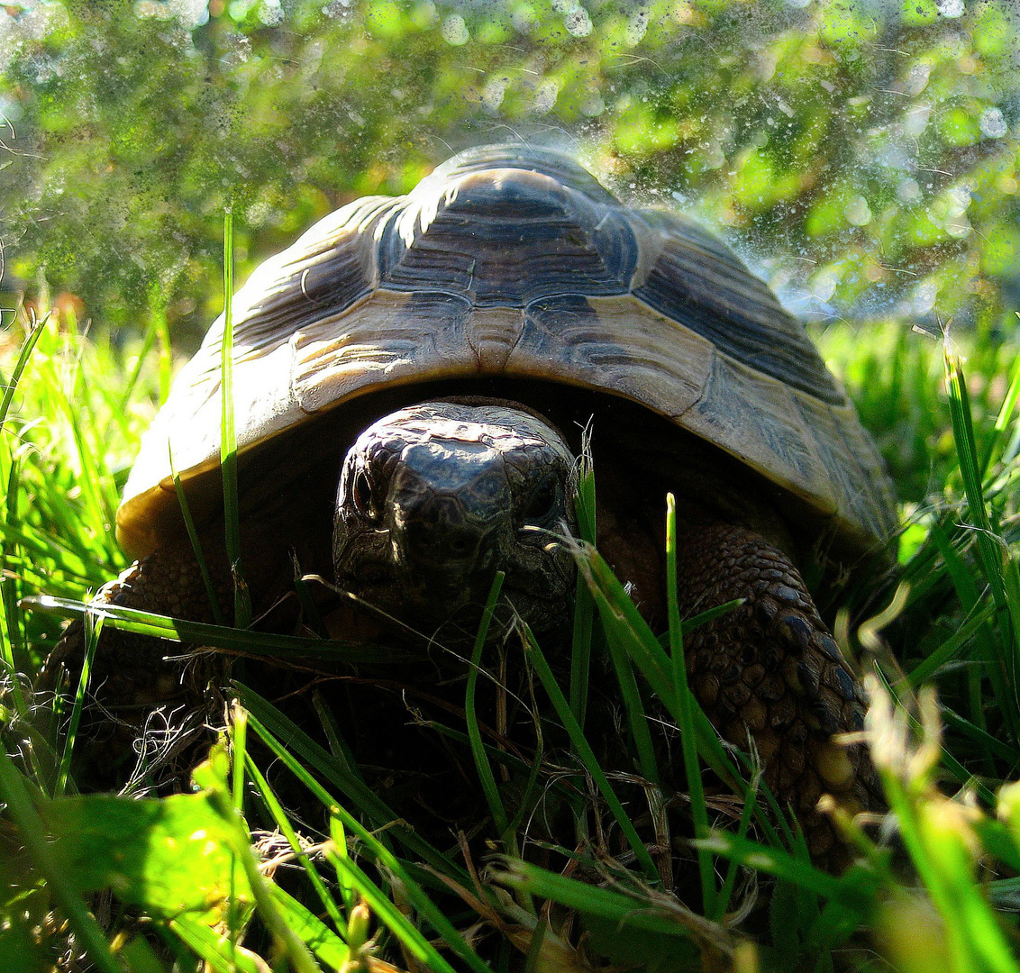 Die Schildkröte im Gras