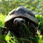 Die Schildkröte im Gras