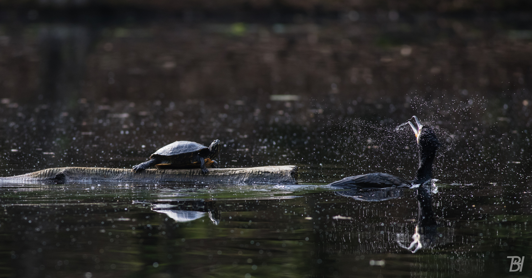 Die Schildkröte und der Kormoran