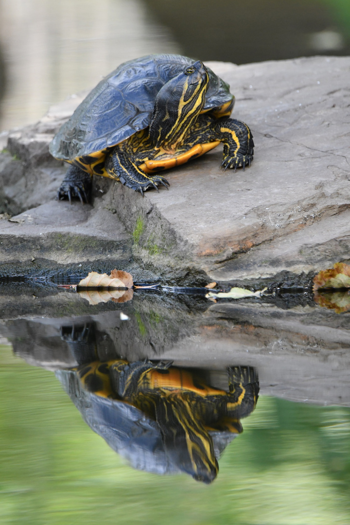 Die Schildkröte und ihr Spiegelbild