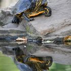 Die Schildkröte und ihr Spiegelbild