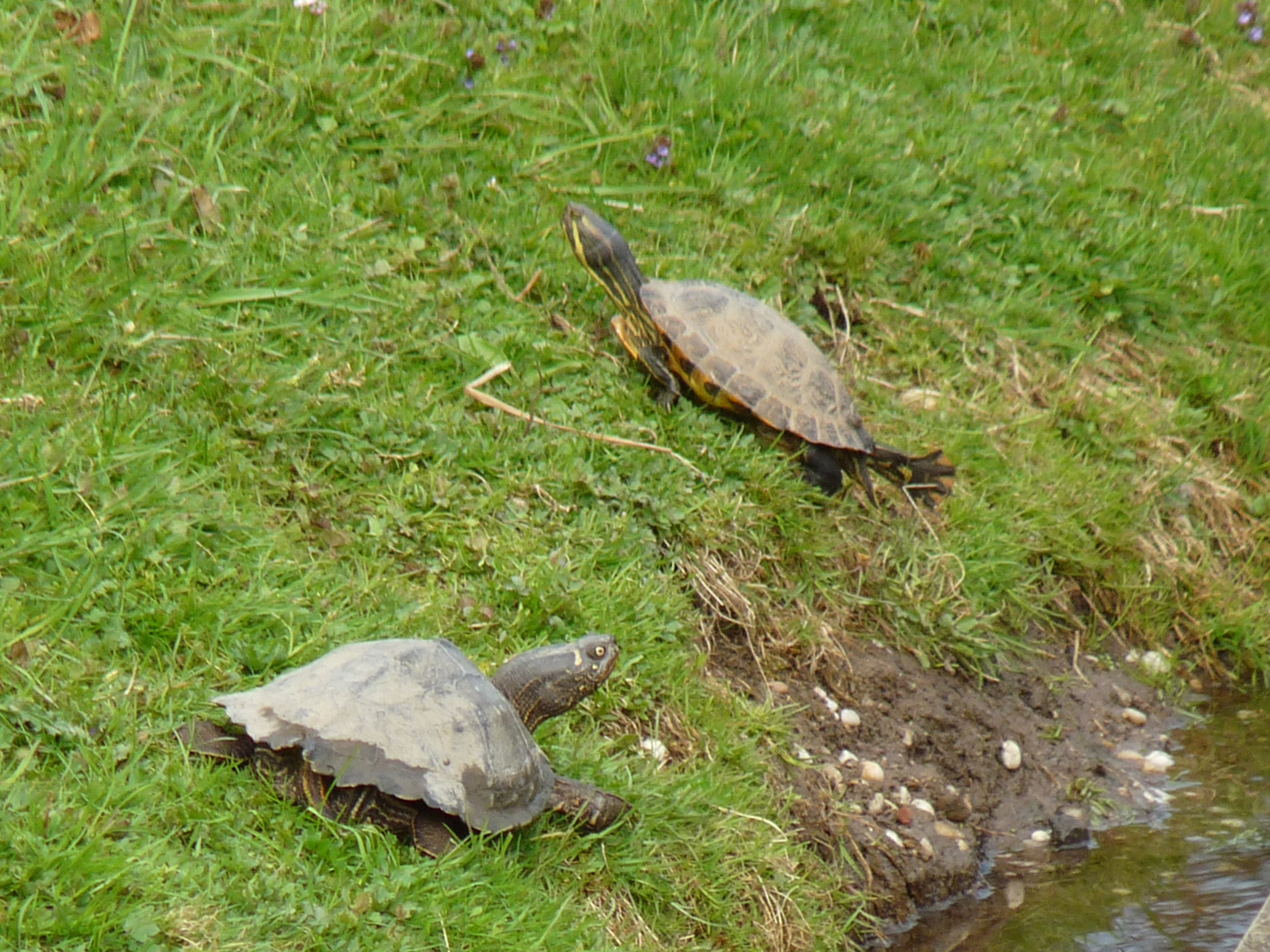 Die Schildkröten