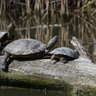 die Schildkröten als stille Beobachter