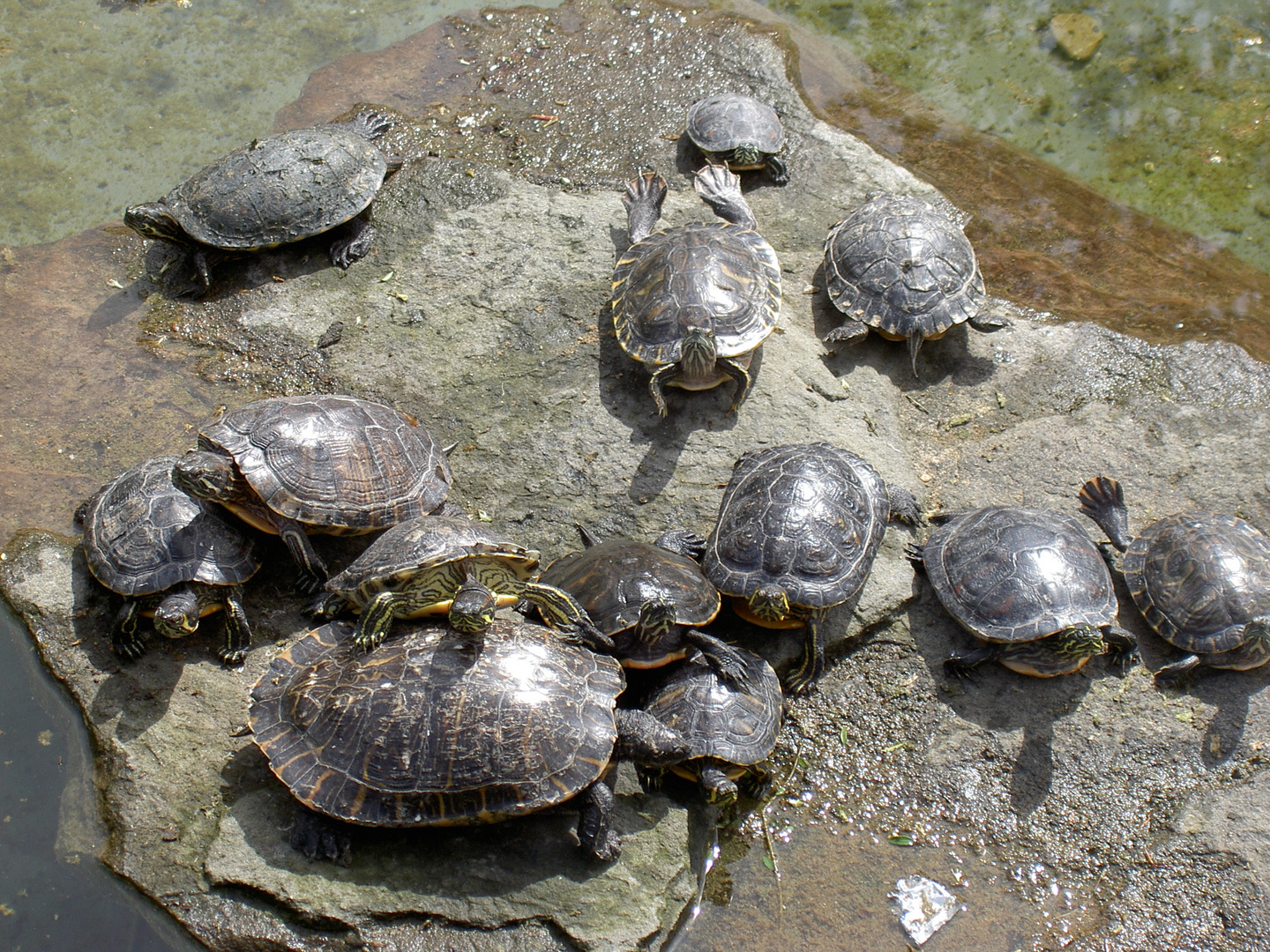 Die Schildkröten aus Odenkirchen