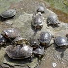 Die Schildkröten aus Odenkirchen