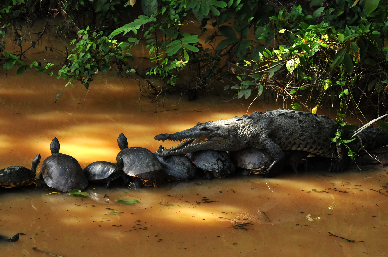 Die Schildkrötenbrücke