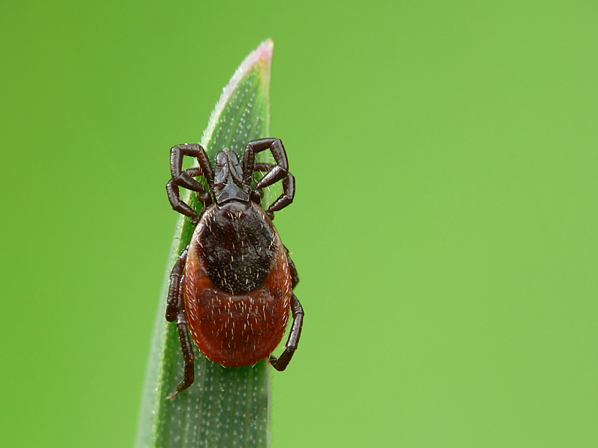 Die Schildzecke - Ixodes ricinus