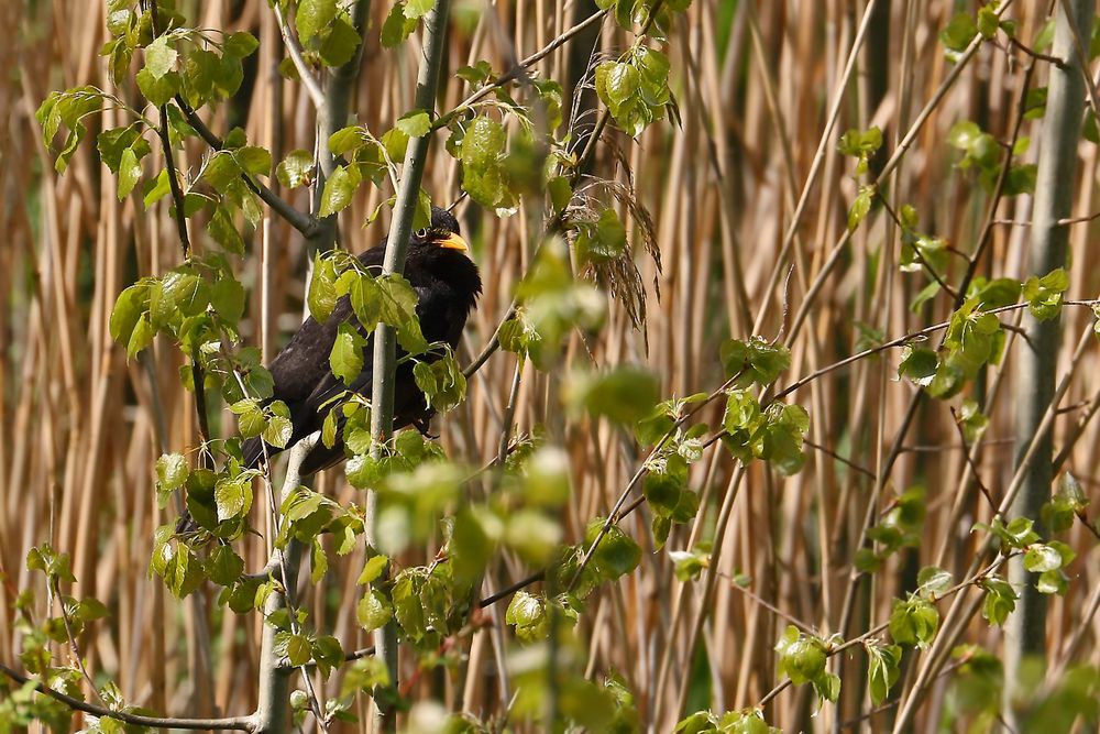 "die SCHILF - AMSEL"