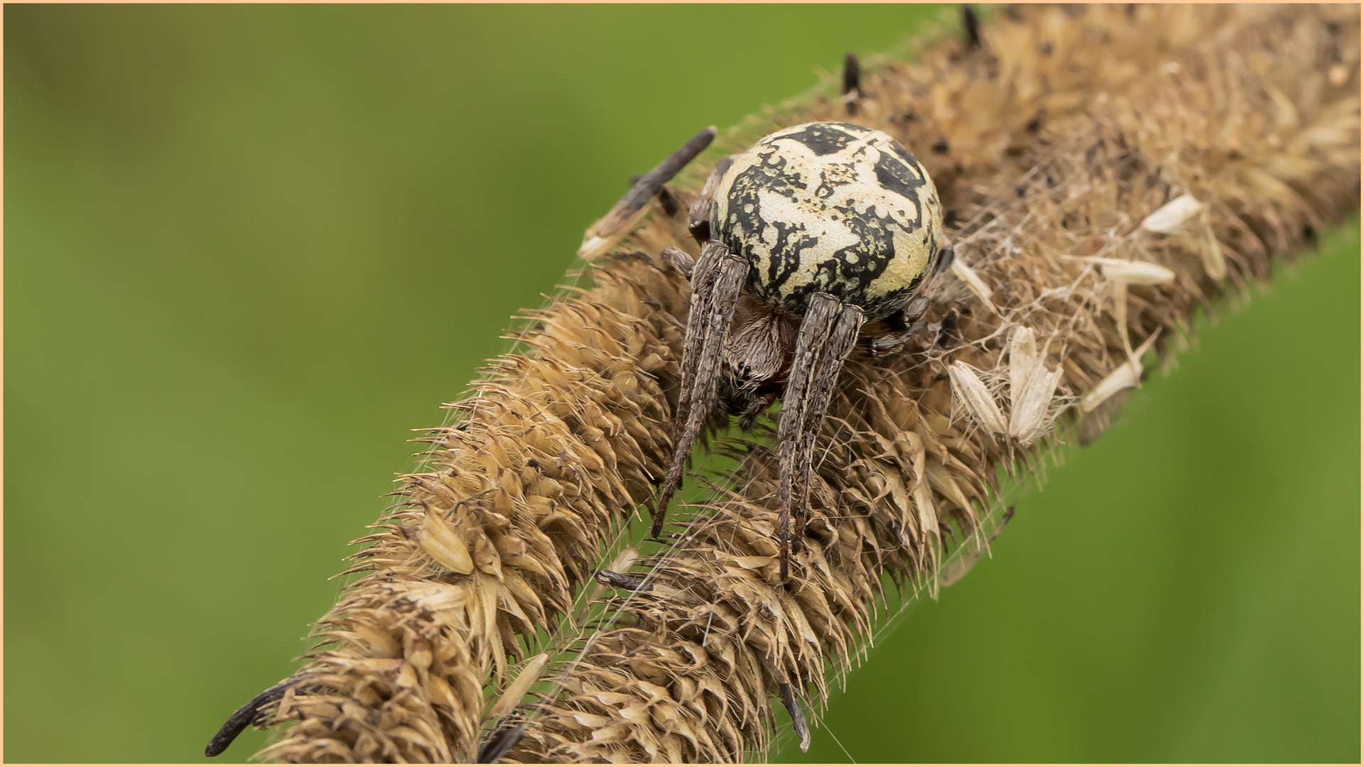 Die Schilf-Radnetzspinne  .....