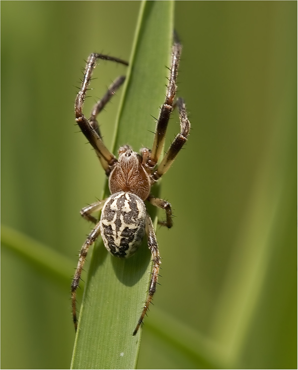 Die Schilfradspinne..