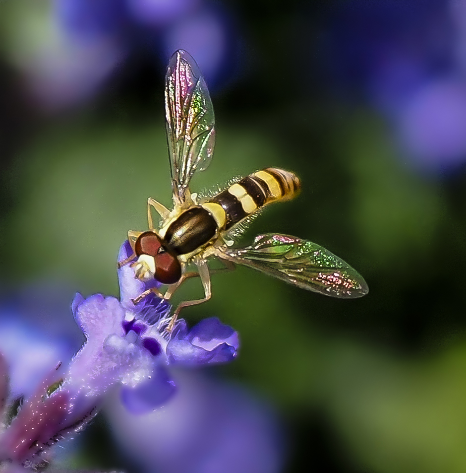 Die "Schillerflügel-Schwebfliege"