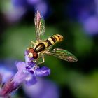 Die "Schillerflügel-Schwebfliege"