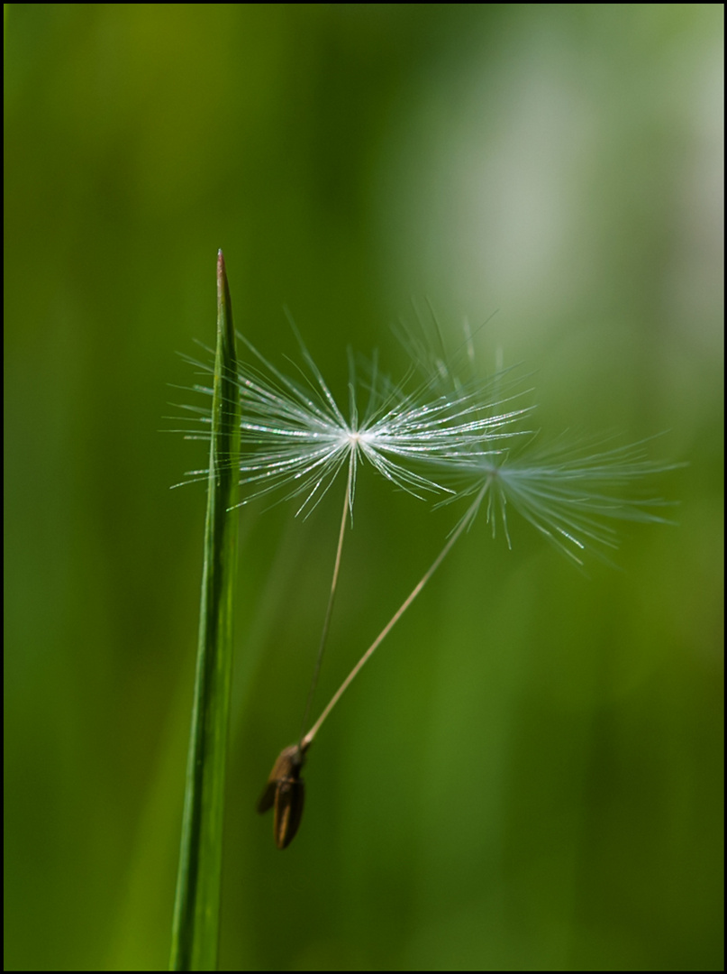 Die Schirmchen fliegen....