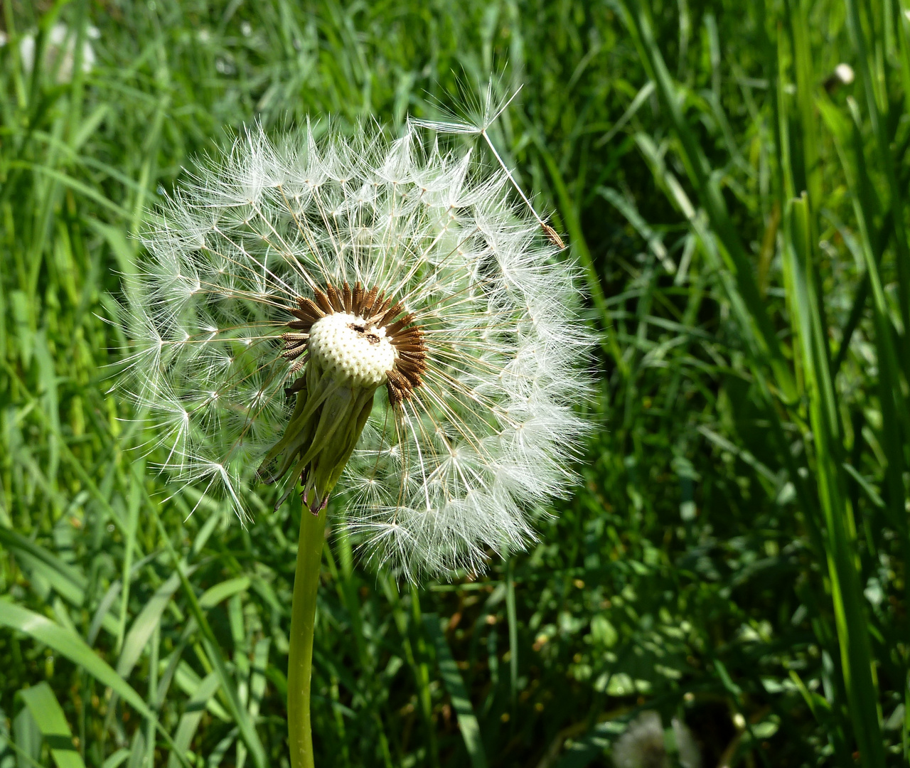 die Schirmchen fliegen wieder