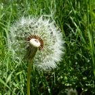 die Schirmchen fliegen wieder