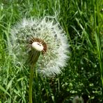 die Schirmchen fliegen wieder