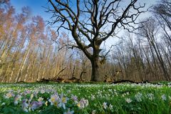 Die Schirmeiche in Goorwald