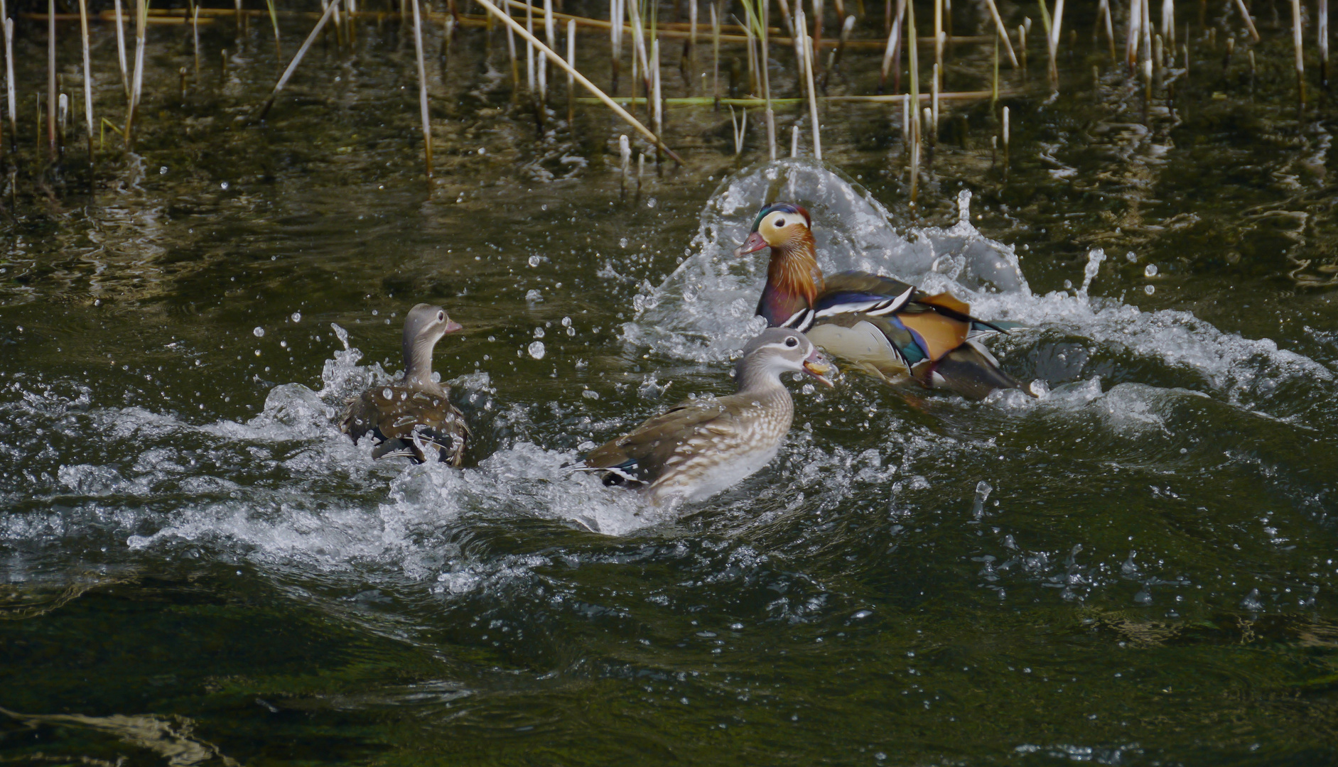 Die Schlacht am Havelbuffet