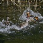 Die Schlacht am Havelbuffet