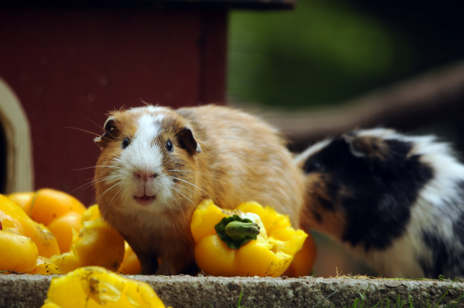 Die Schlacht am Paprikabuffet der Meerschweine