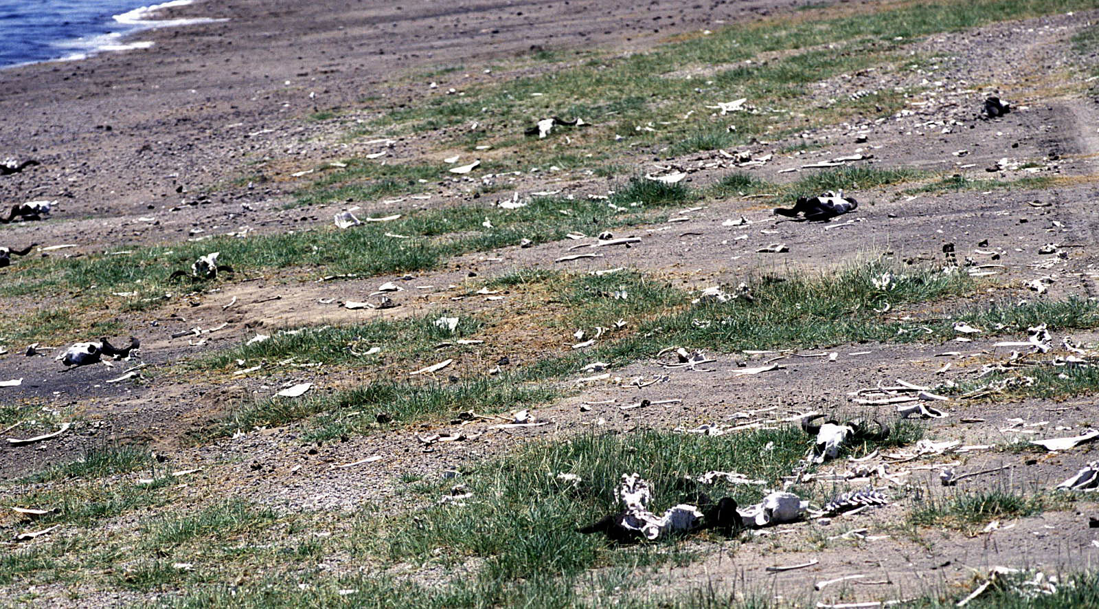 Die Schlachtbank der Löwen am Ndutu-See in der Serengeti                   